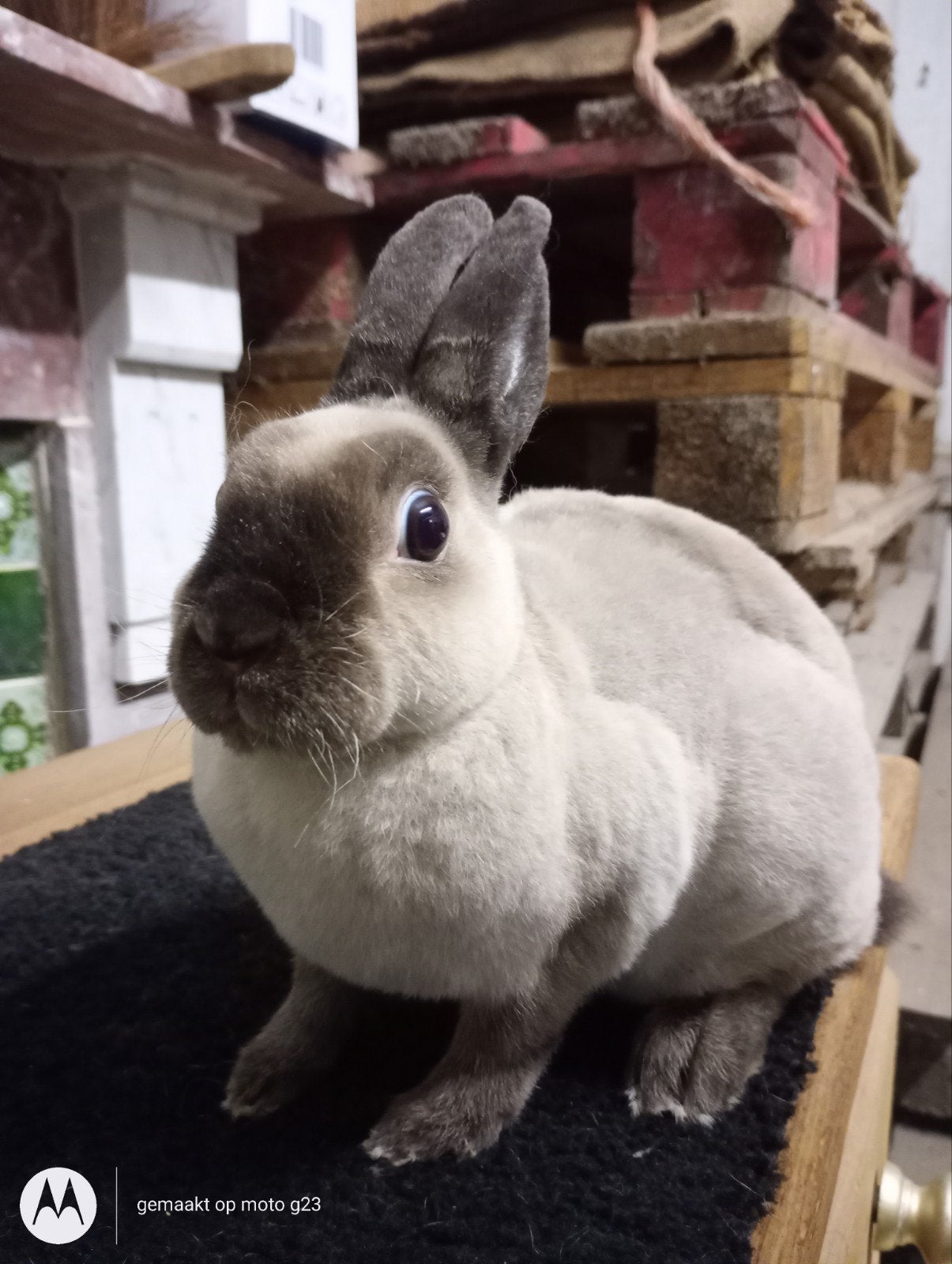 Un nain Rex au milieu d'une martre sépia., Animaux & Accessoires, Lapins, Femelle, Nain, 0 à 2 ans