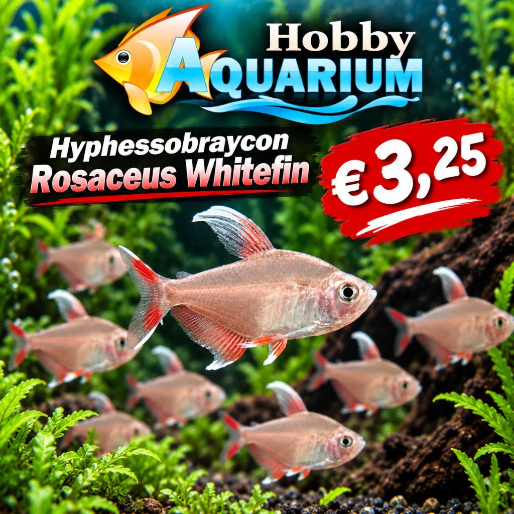 Hyphessobraycon Rosaceus Whitefin Zondag 6 sept 12/17u, Vis, Zoetwatervis, Schoolvis