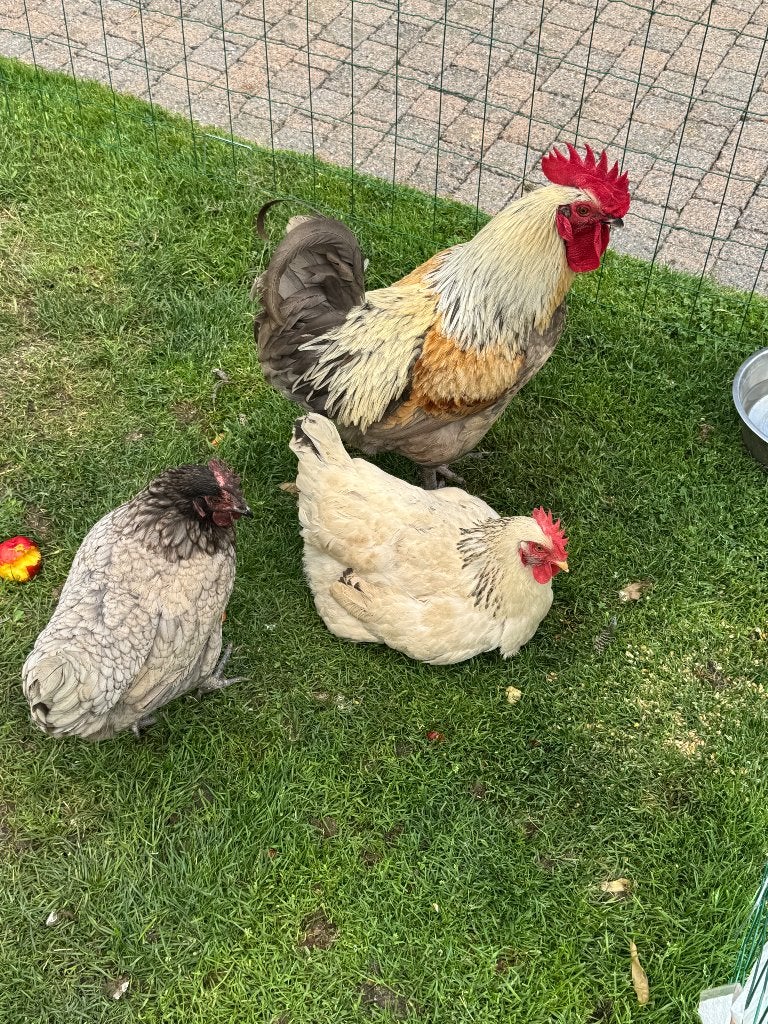 Trio kippen, Dieren en Toebehoren, Meerdere dieren, Kip