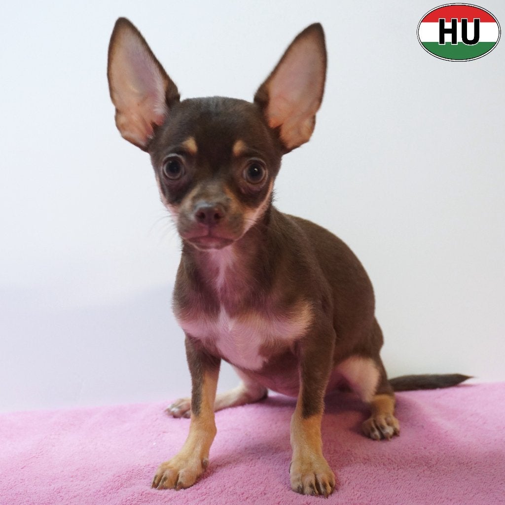 X Chihuahua - chiots à vendre, 15 semaines à 1 an, Autres races, Plusieurs animaux, Plusieurs
