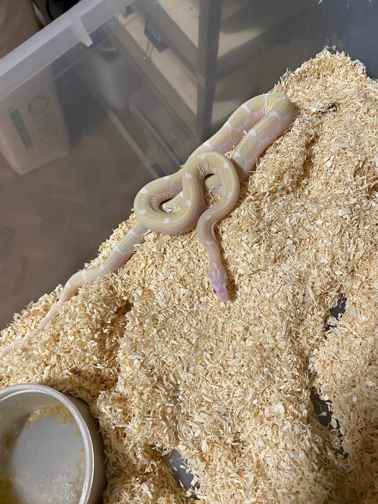 1.1 Scaleless snow, Dieren en Toebehoren, Reptielen en Amfibieën