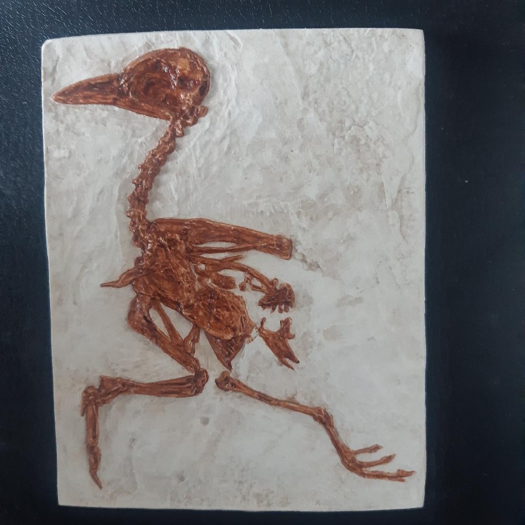 Fossiel van een vogel, Antiek en Kunst, Ophalen of Verzenden