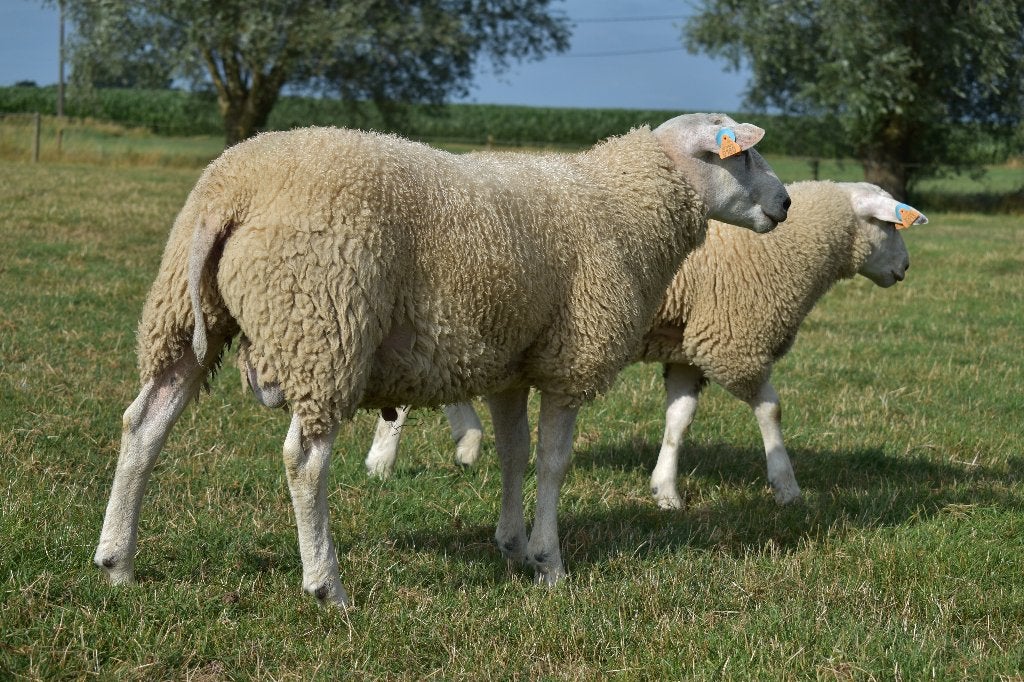 swifter stamboek dekram, Dieren en Toebehoren, Mannelijk, Schaap, 0 tot 2 jaar
