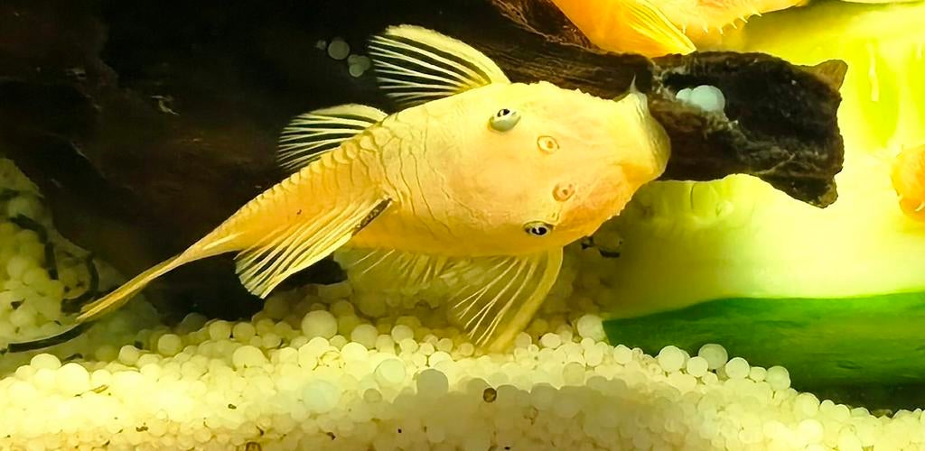 L 144 Ancistrus (Lemon)

10€ het stuk, Dieren en Toebehoren