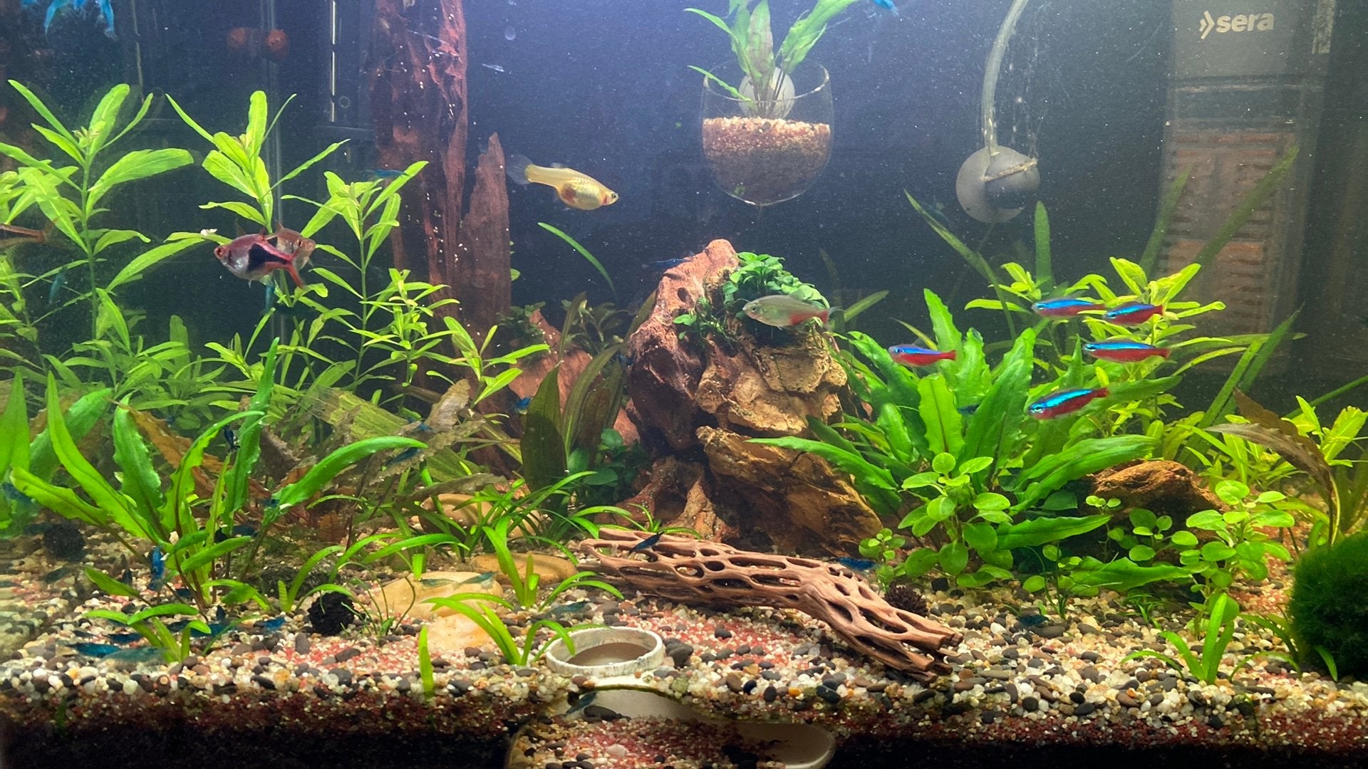 Aquarium 60 liter met chihiros verlichting, Dieren en Toebehoren, Vis, Zoetwatervis