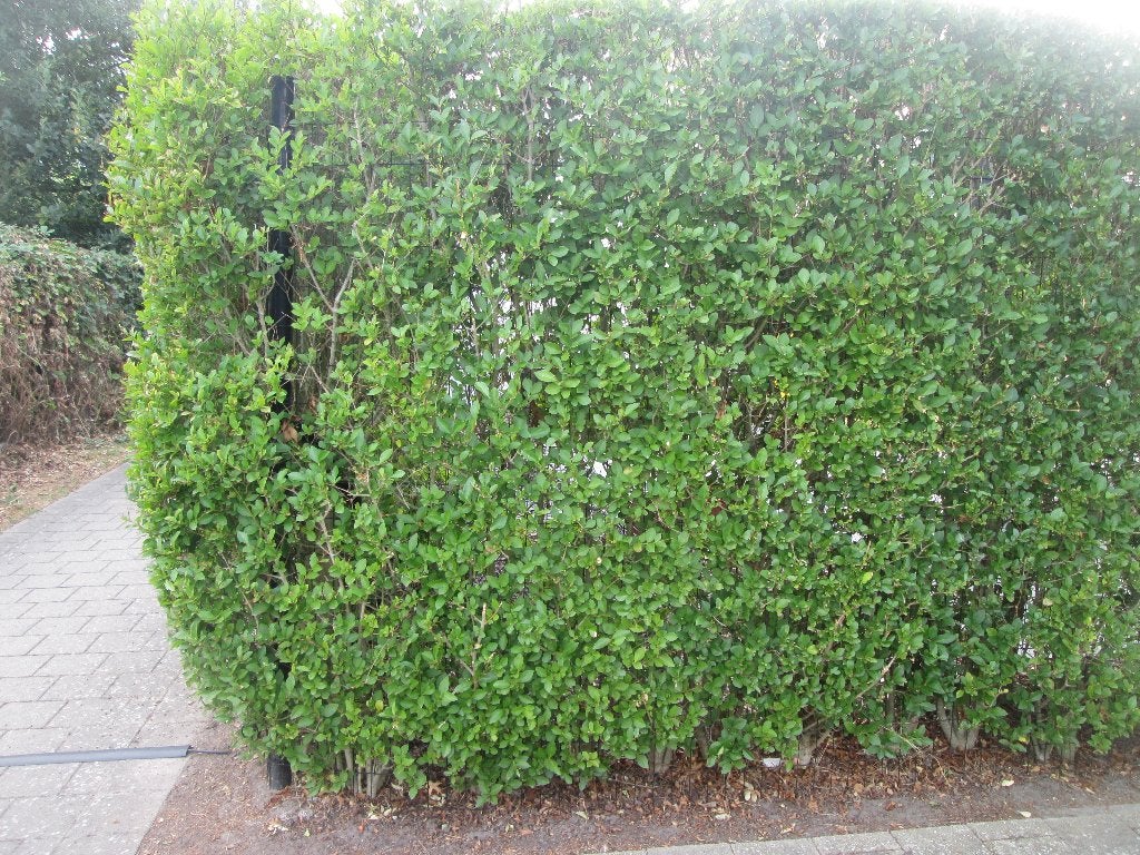 liguster haag, Tuin en Terras, Planten | Struiken en Hagen, Ophalen, Liguster, Haag, 100 tot 250 cm