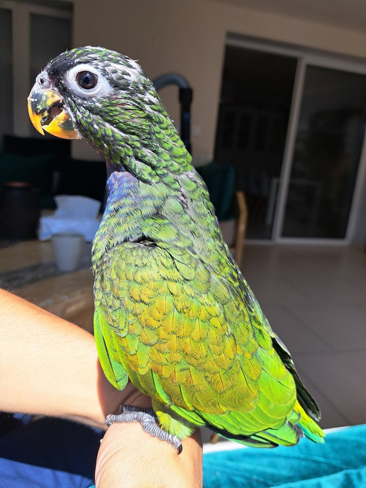 Adorables Bébé pionus maximilien élevés à la main, Animaux & Accessoires