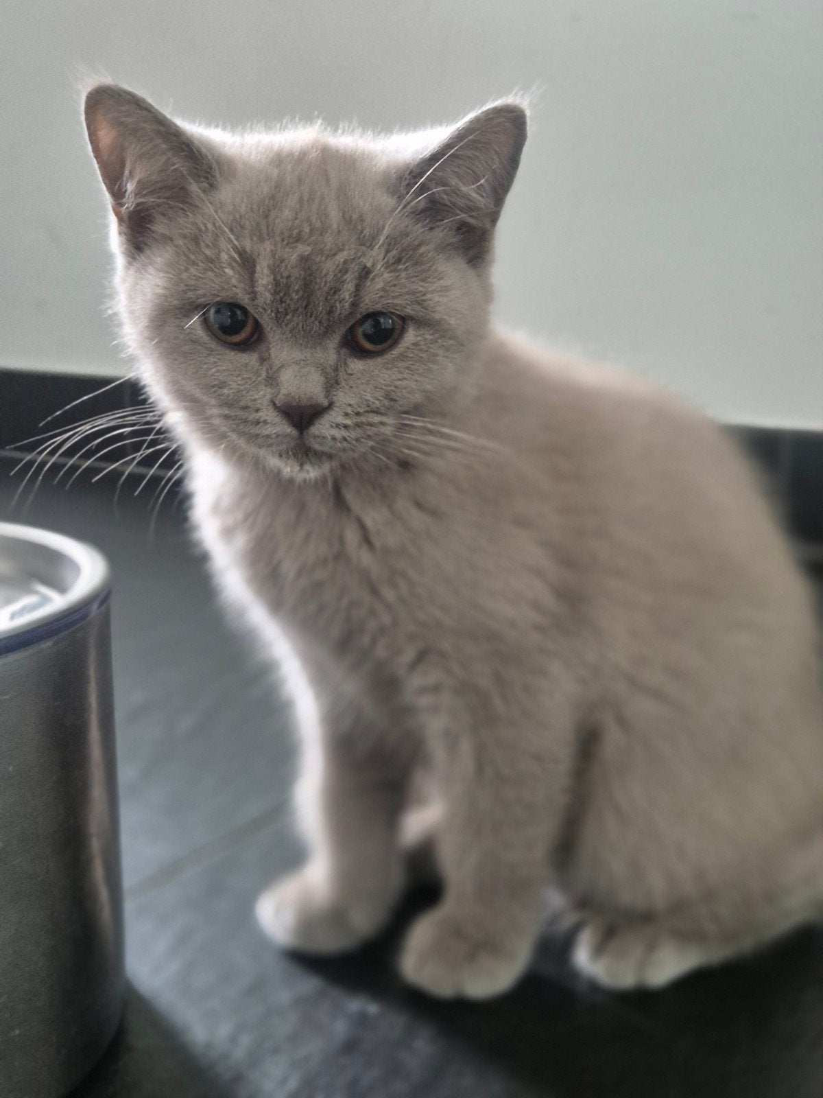 Britse korthaar kittens, Meerdere dieren, Gechipt, 0 tot 2 jaar
