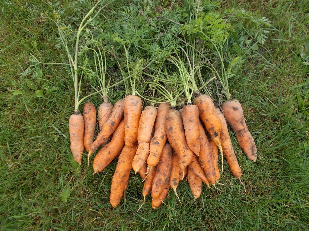 Carottes sucrées savoureuses à vendre, Enlèvement