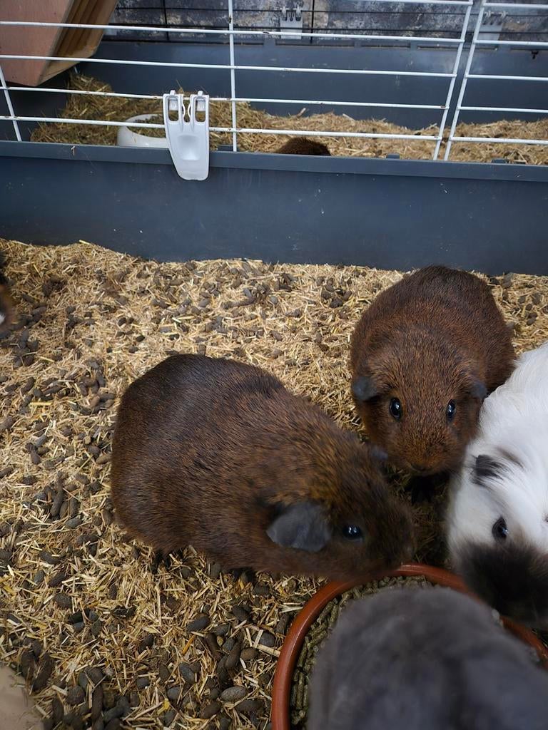 Goud agouti cavia´s, Dieren en Toebehoren, Februari, Meerdere dieren, Cavia
