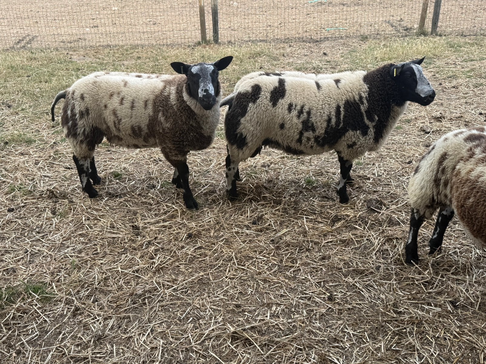 Luce baggerbonte rammen, Dieren en Toebehoren, Schapen, Geiten en Varkens
