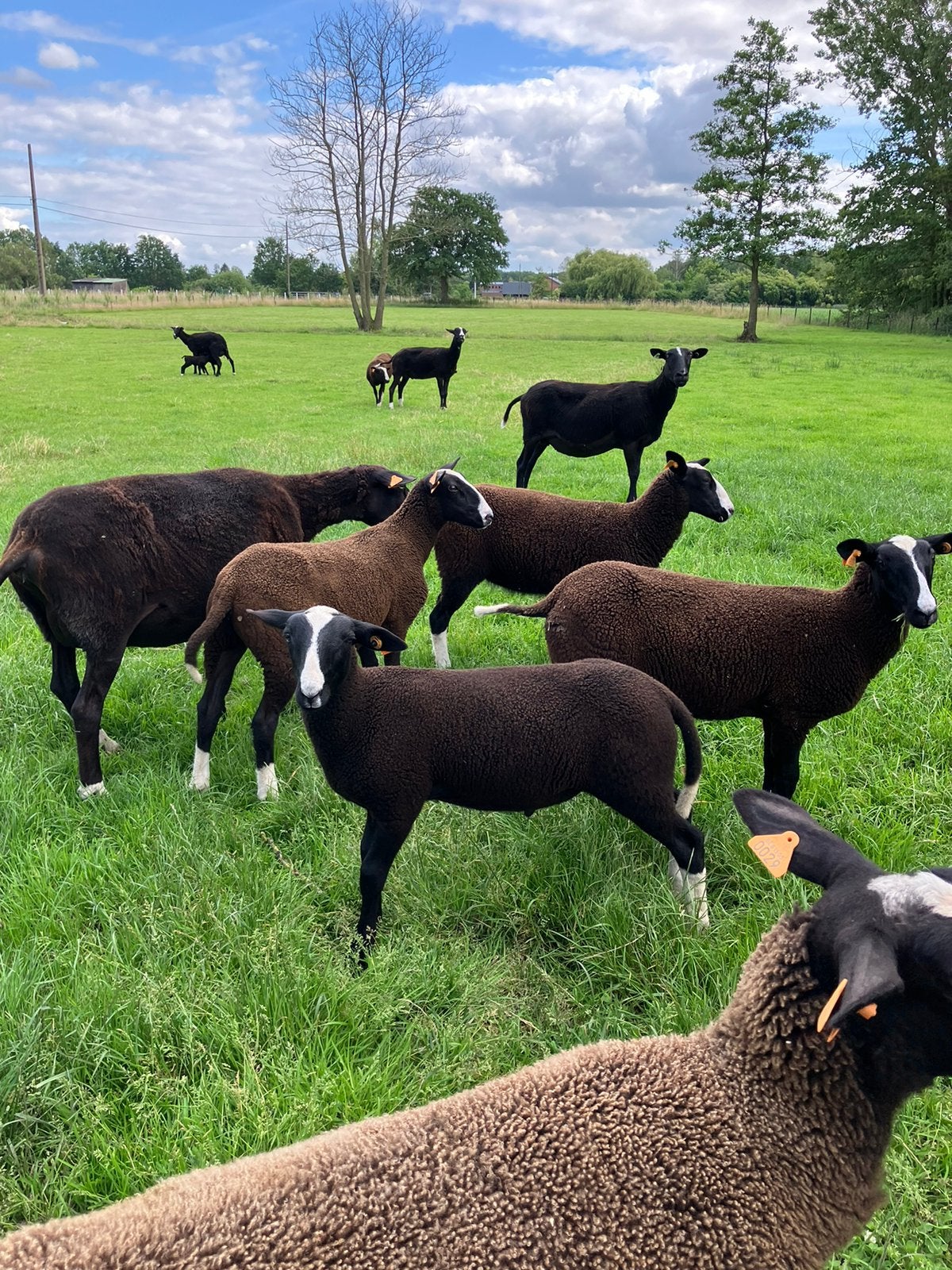 Zwartbles ram, Dieren en Toebehoren, Mannelijk, Schaap, 0 tot 2 jaar