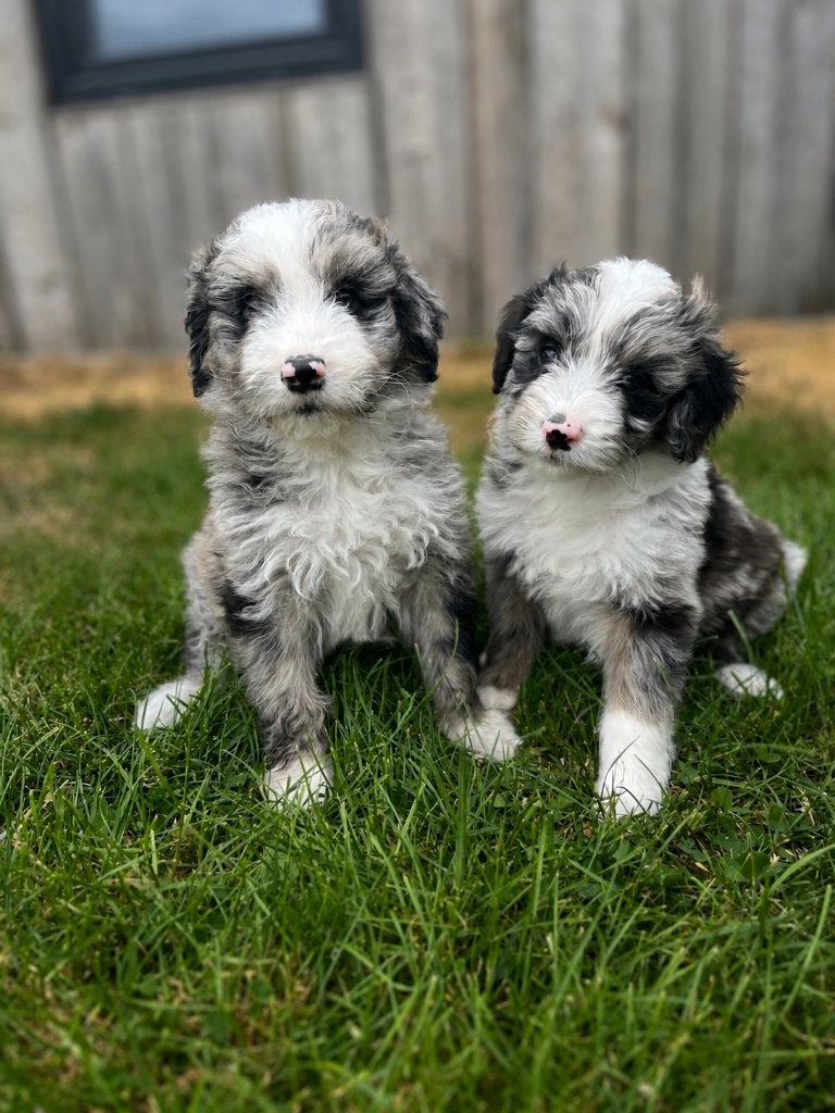 Knappe medium Doodle pups (Australische herder x poedel), Dieren en Toebehoren, Honden | Chihuahua's en Gezelschapshonden, Poedel
