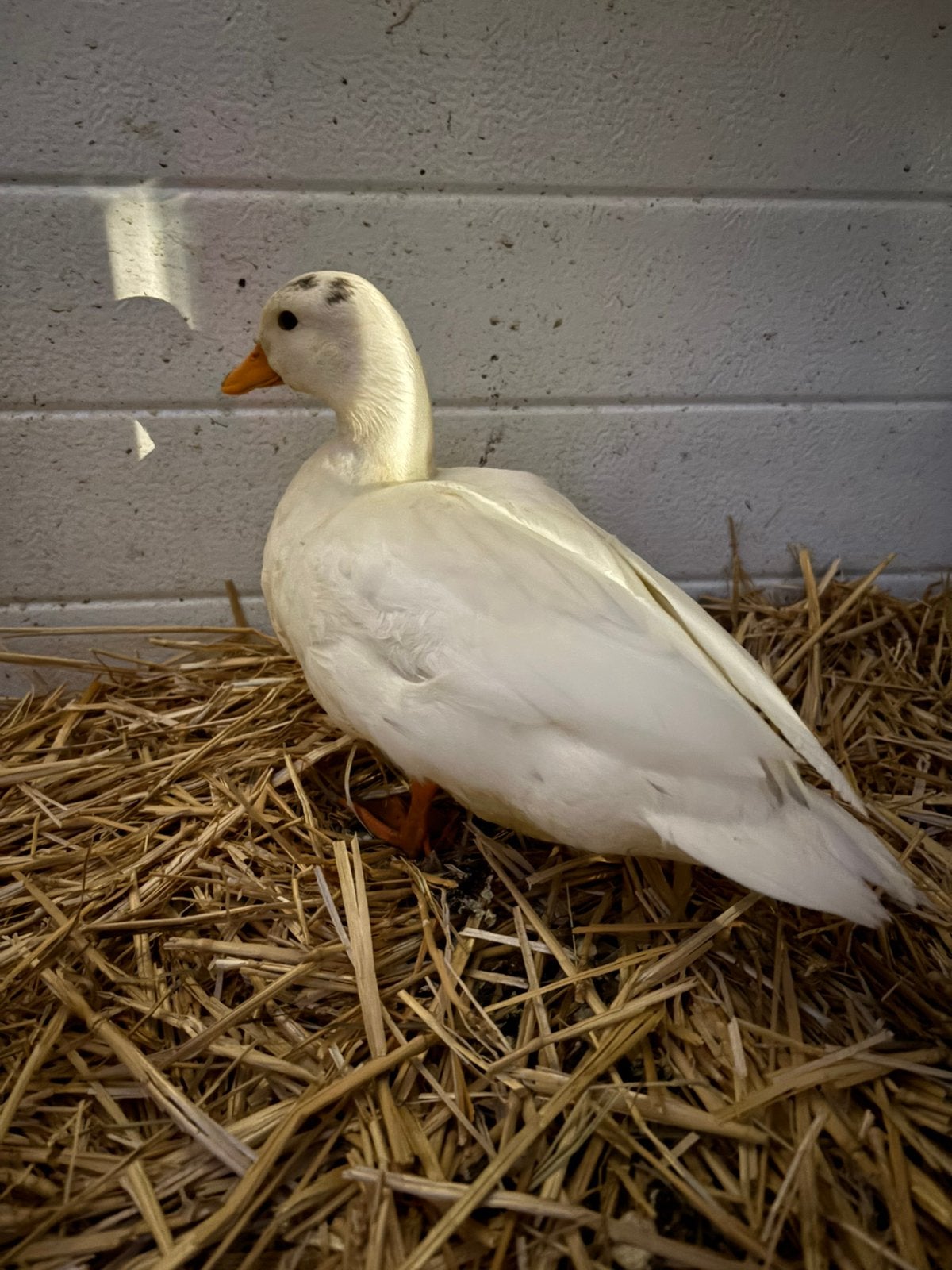 Hollandse kwakers, Plusieurs animaux, Canard