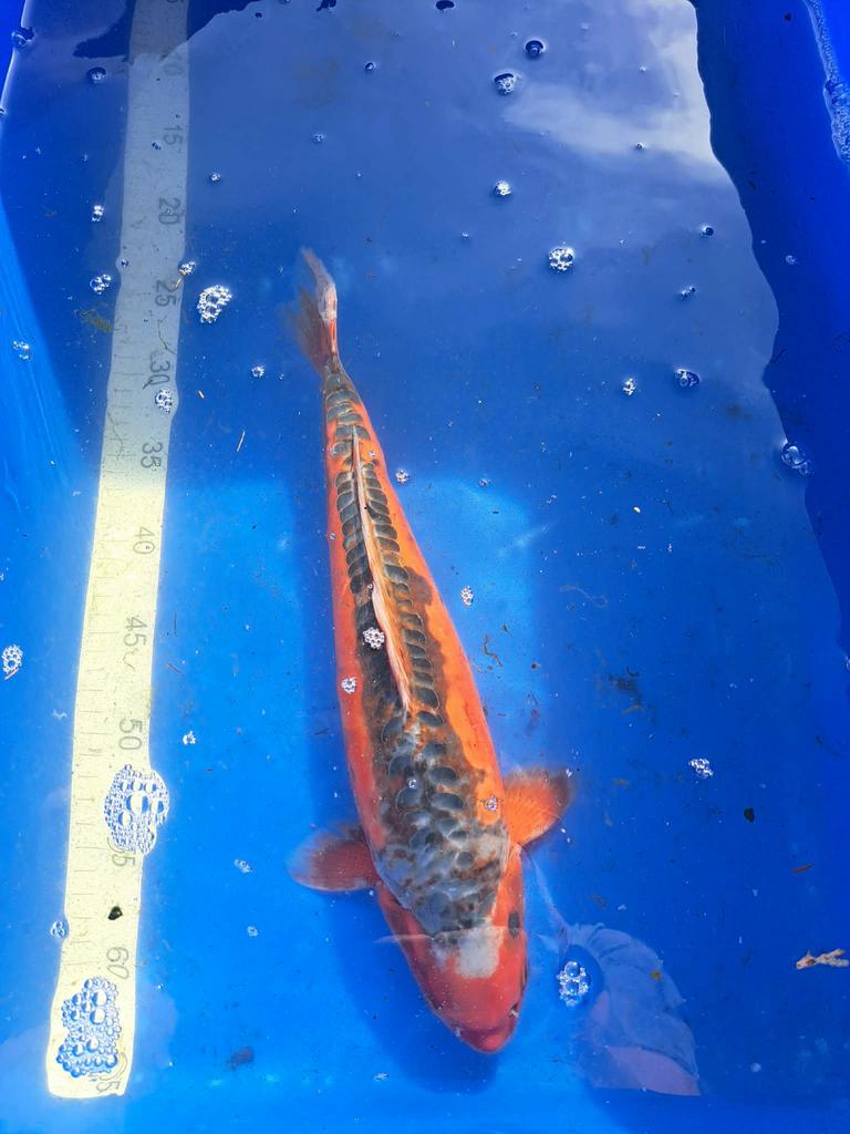 Koi, Animaux & Accessoires, Poissons | Poissons d'étang, Carpe ou Koï