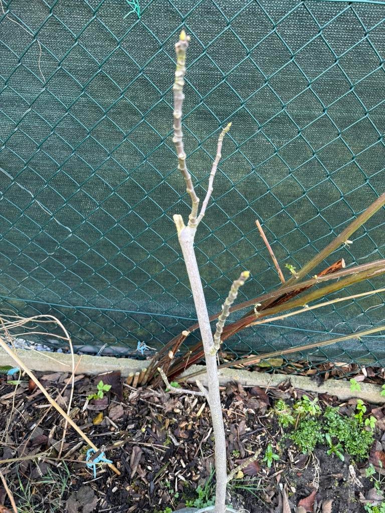 Vijgenboom geeft 2x fruit door het hele jaar, Jardin & Terrasse, Plantes | Arbres fruitiers, Enlèvement, Figuier