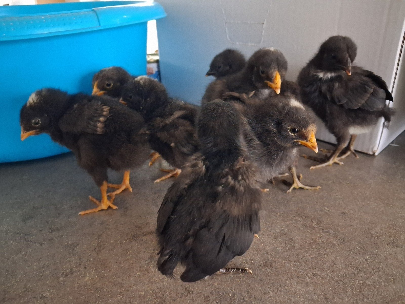 Kuikens/hennetjes van grote legrassen, Kip
