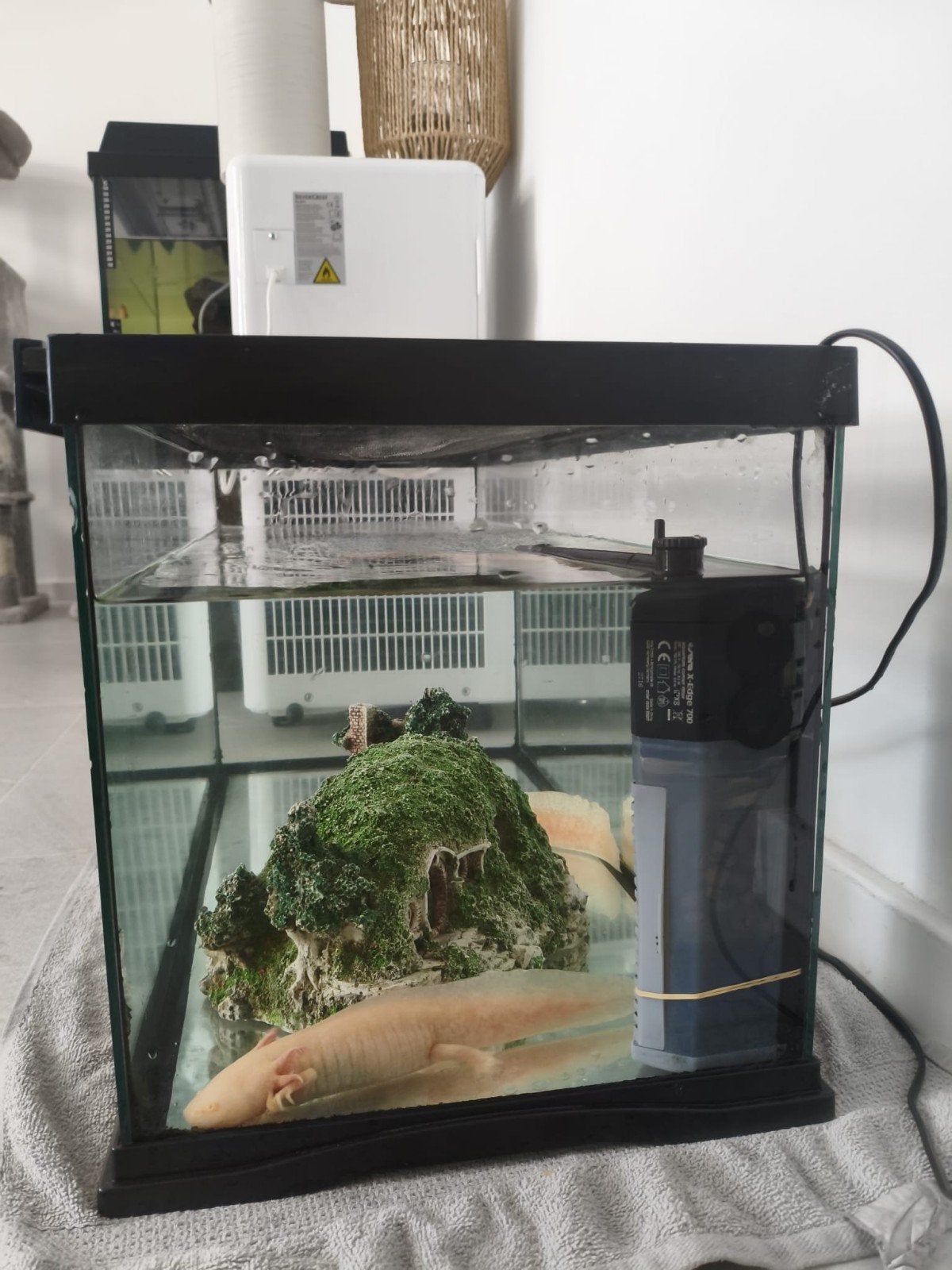 Axolotl couple 35cm  met aquarium filter decoratie, Dieren en Toebehoren, Ophalen, Decoratie
