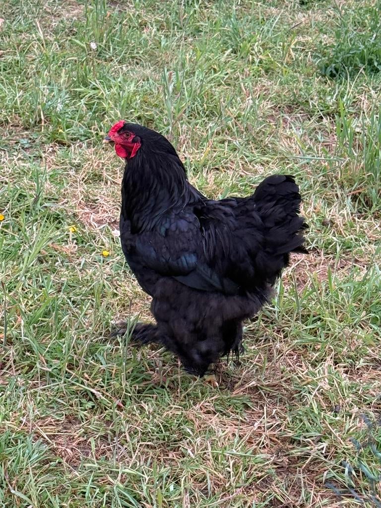 Brahma haan