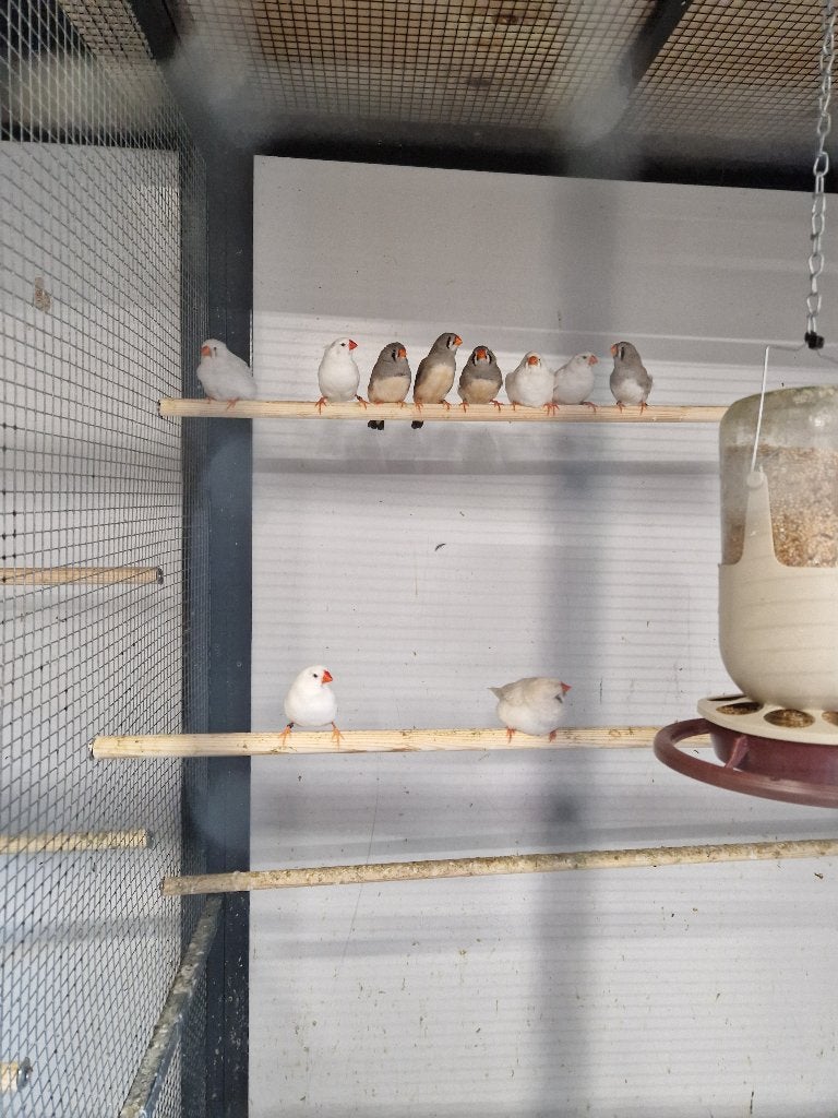 Zebravinken, Dieren en Toebehoren, Meerdere dieren, Tropenvogel, Geringd