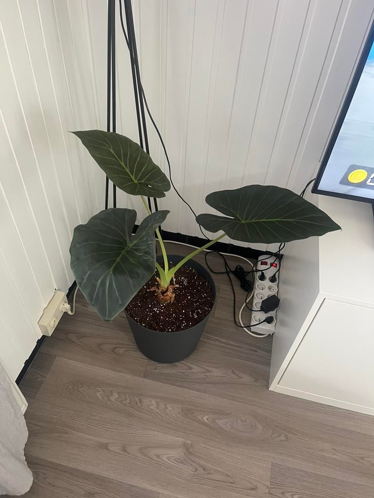 Grote alocasia regal shield, Ophalen