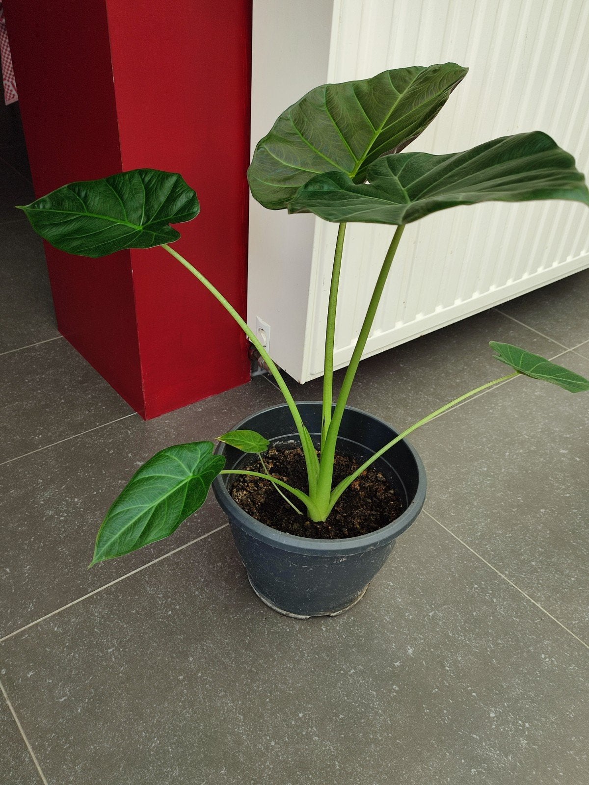 Alocasia/Oreille d'éléphant, Maison & Meubles, Enlèvement