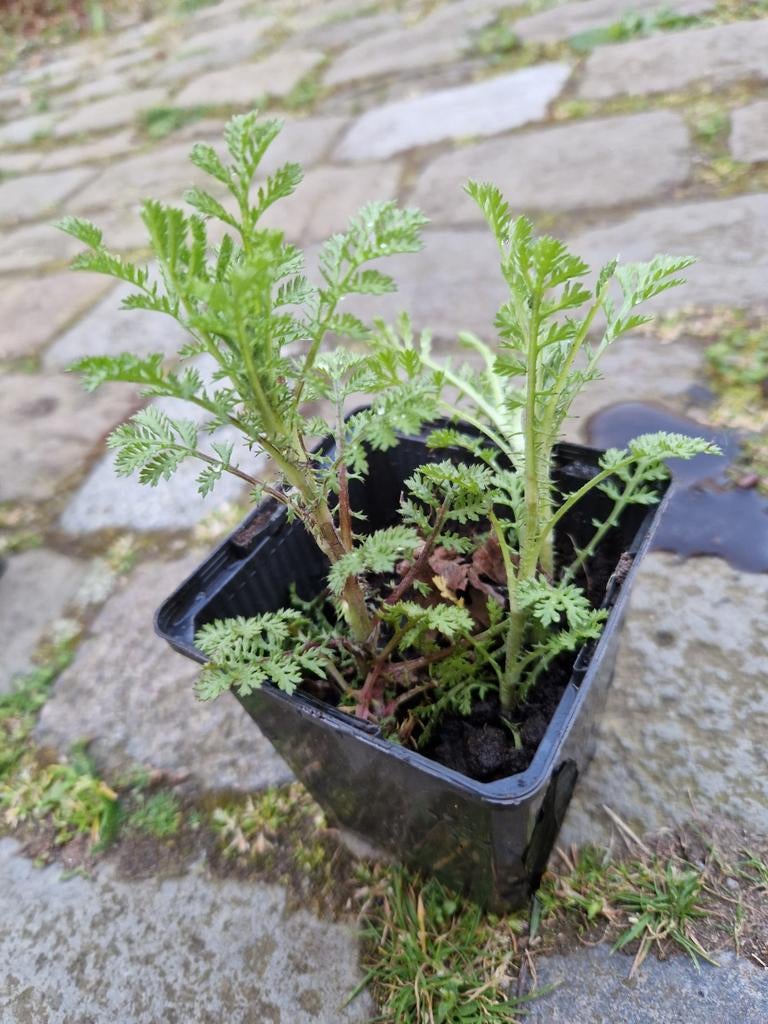 Gele kamille, inheems, Tuin en Terras, Ophalen