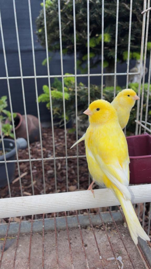 Geel kanarie, Dieren en Toebehoren, Vogels | Kanaries