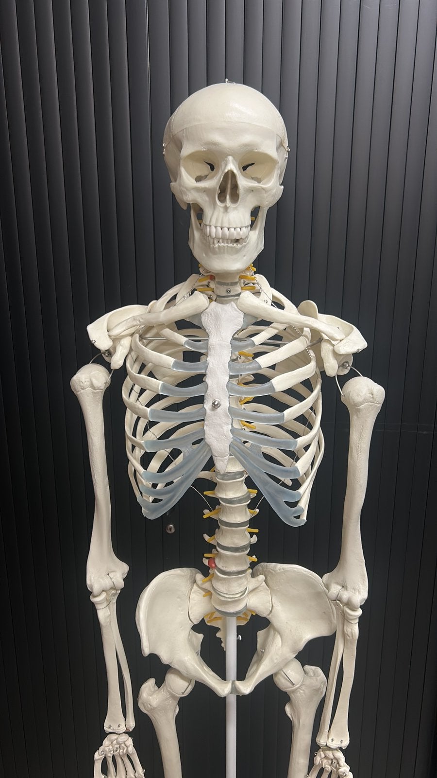 Anatomisch skelet voor studiedoeleinden, Diversen, Ophalen, Zo goed als nieuw