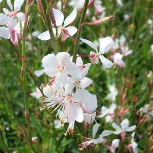 Gaura lindheimerii of Prachtkaars, Tuin en Terras, Planten | Tuinplanten, Ophalen, Zomer, Vaste plant, Volle zon