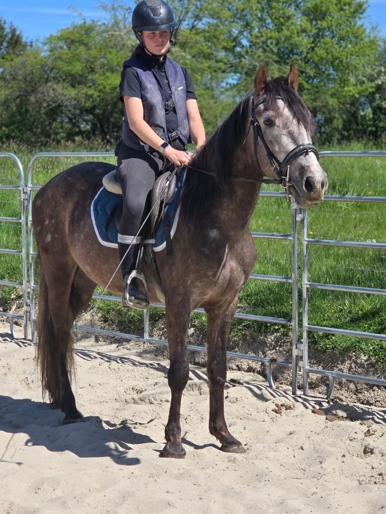 Heel mooie ruin, Dieren en Toebehoren, Gechipt, Minder dan 160 cm, Ruin, Zadelmak