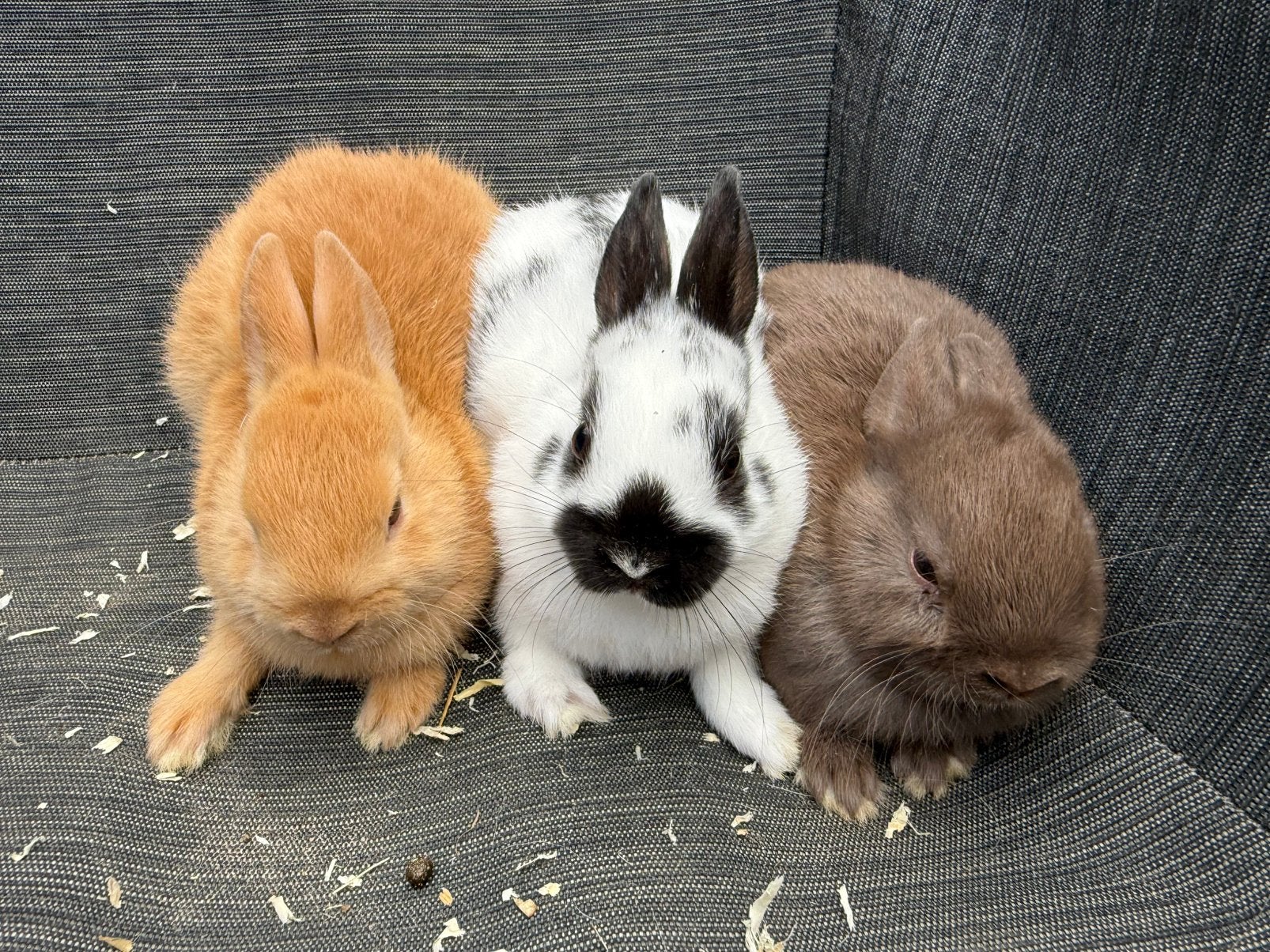 Kleurdwergjes, Dieren en Toebehoren, Mannelijk, Dwerg, 0 tot 2 jaar