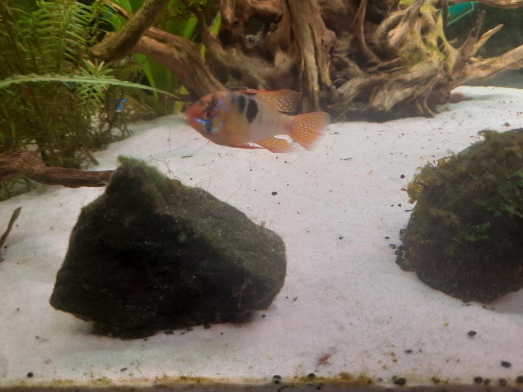 Aquariumvissen (geen beginnersvis), Dieren en Toebehoren, Vis, Zoetwatervis, Schoolvis