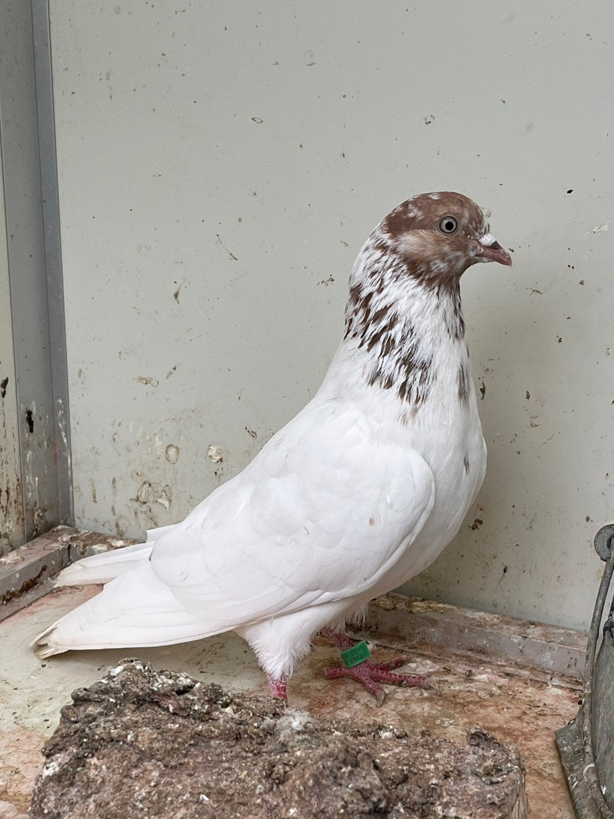 Pakistaanse hoogvliegers, Dieren en Toebehoren, Vogels | Duiven, Mannelijk, Overige soorten
