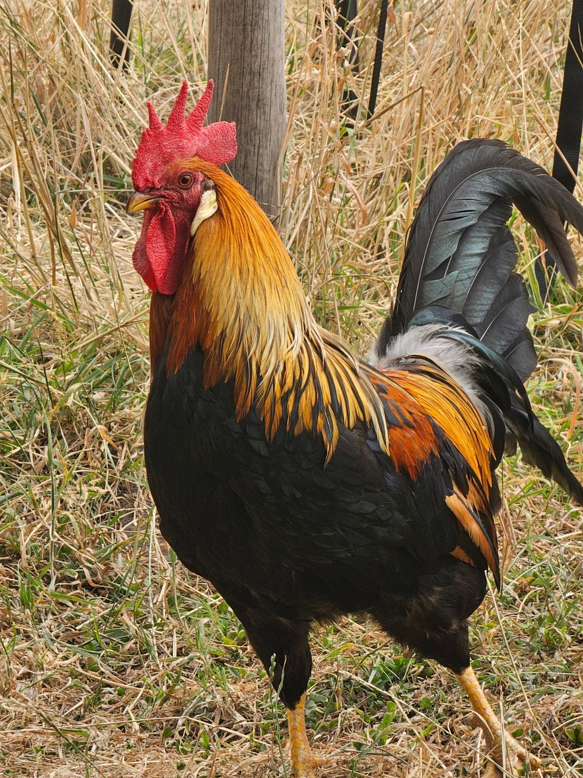 diverse leghorn patrijs hanen, Dieren en Toebehoren, Pluimvee, Mannelijk, Kip