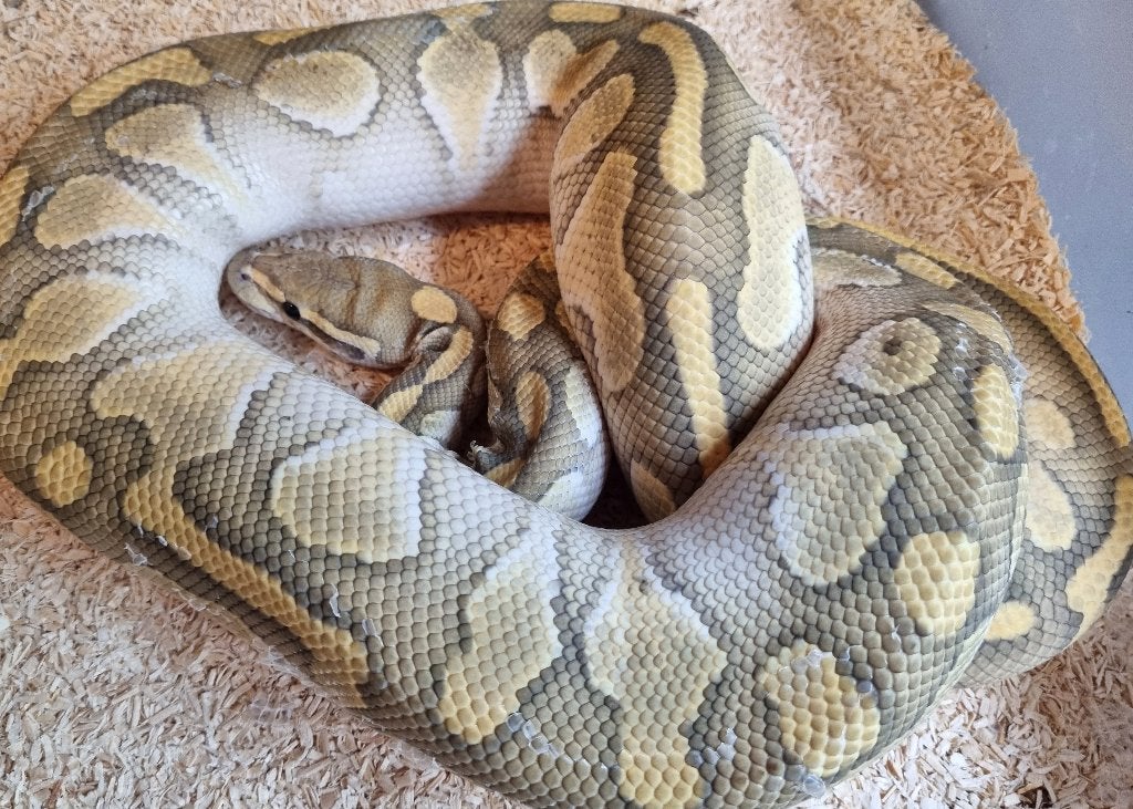 0.1 hypo butter het clown koningspython vrouw