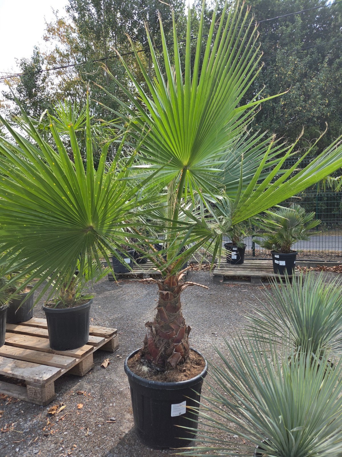 Palmboom Washingtonia Robusta, Tuin en Terras, Ophalen, Palmboom