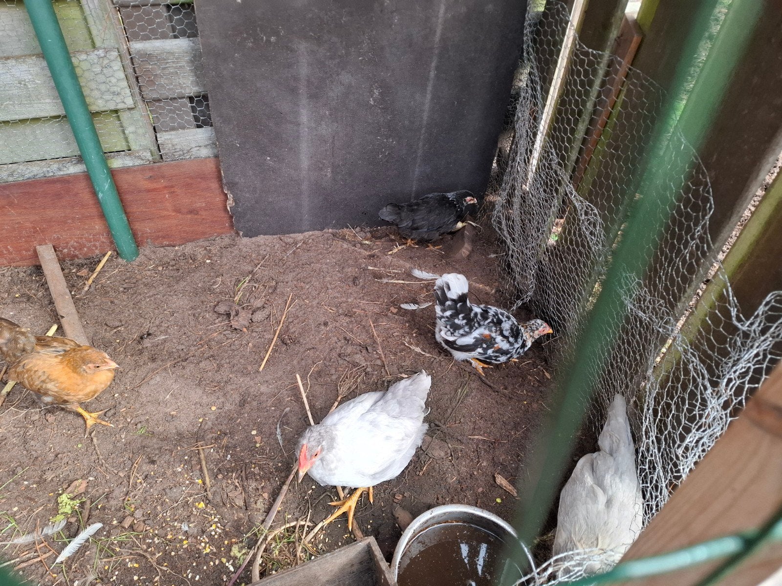 kriel kipen kriel haanen te koop, Dieren en Toebehoren