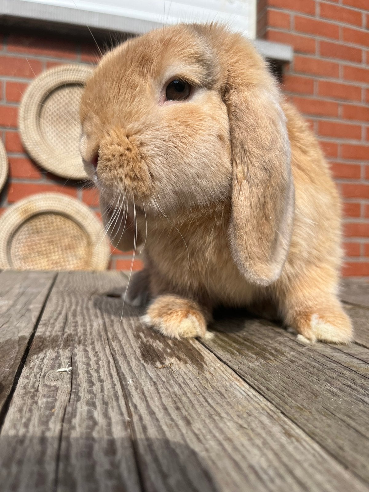 Mini lop ram, Dieren en Toebehoren, Konijnen
