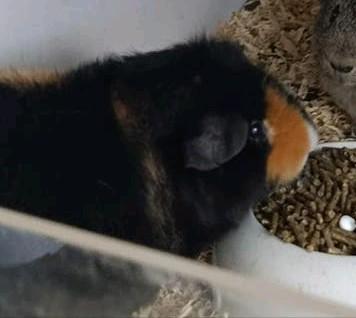 Cavia beertje en zeugje, Dieren en Toebehoren, Knaagdieren, December, Mannelijk, Cavia