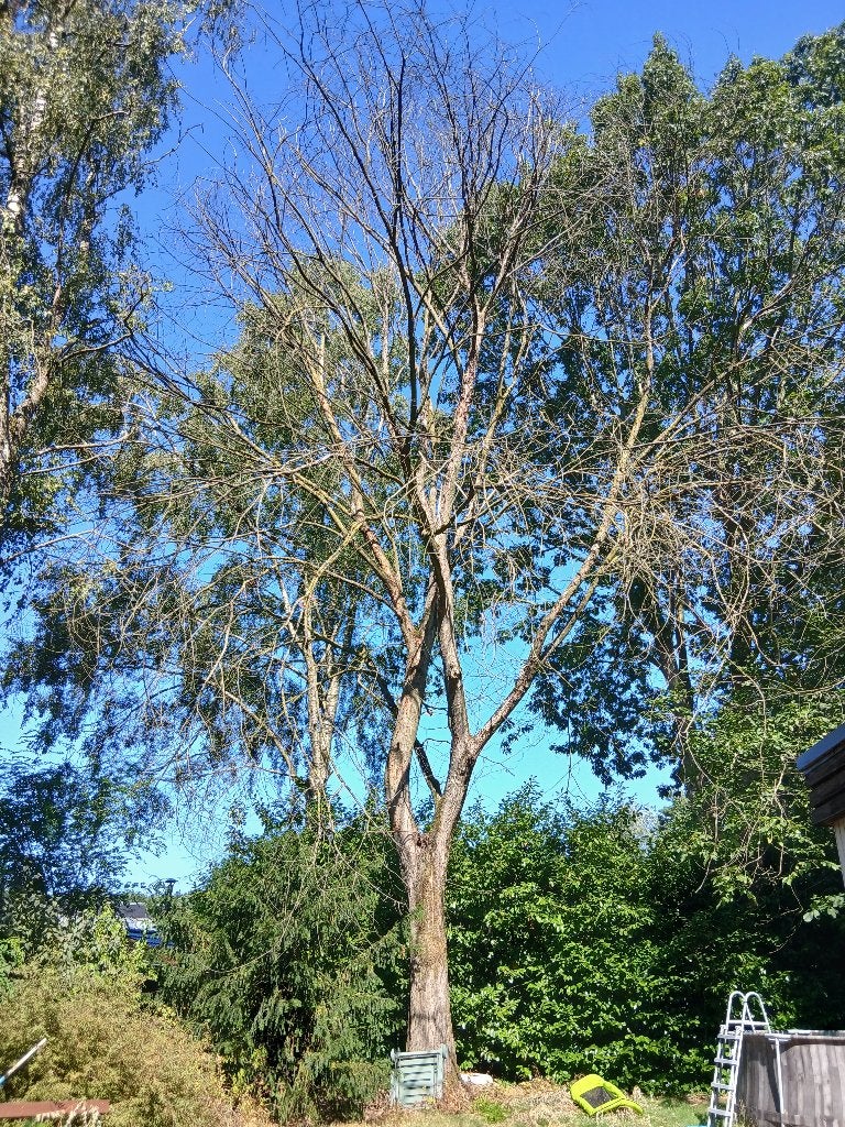 Gratis hout, Tuin en Terras, Brandhout, 6 m³ of meer, Ophalen, Eikenhout, Blokken