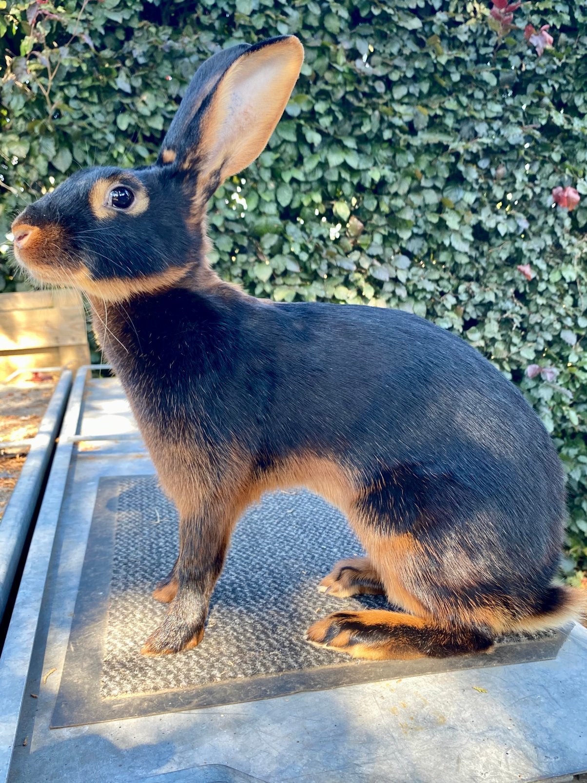 Belgische hazen, fokrijp - kleur black & tan, Meerdere dieren, Middelgroot, 0 tot 2 jaar