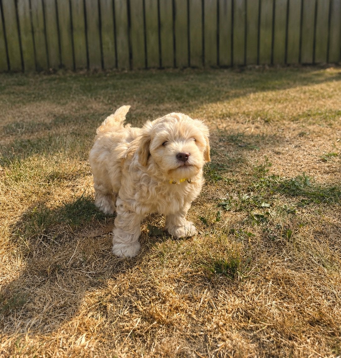 Knappe F1b cavapoo pups (cavapoo x dwergpoedel), Dieren en Toebehoren, Honden | Chihuahua's en Gezelschapshonden, Poedel, Parvo