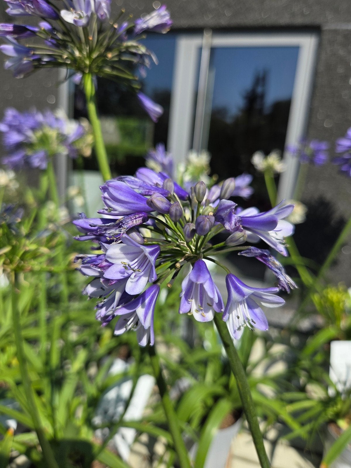 Agapanthus - Afrikaanse Lelie Promo, Tuin en Terras, Ophalen