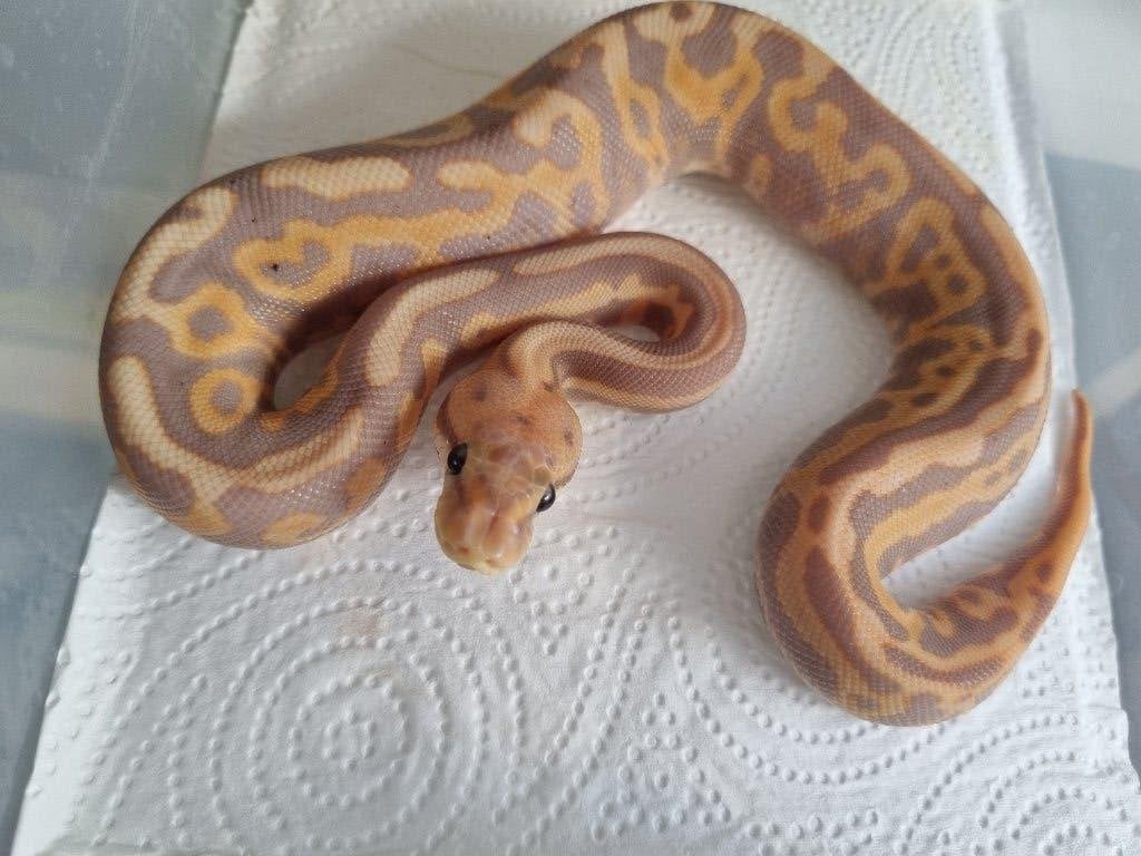 1.0 banana leopard spotnose od (bp) het clown 66% het pied Ball Python - male for sale from Mex
