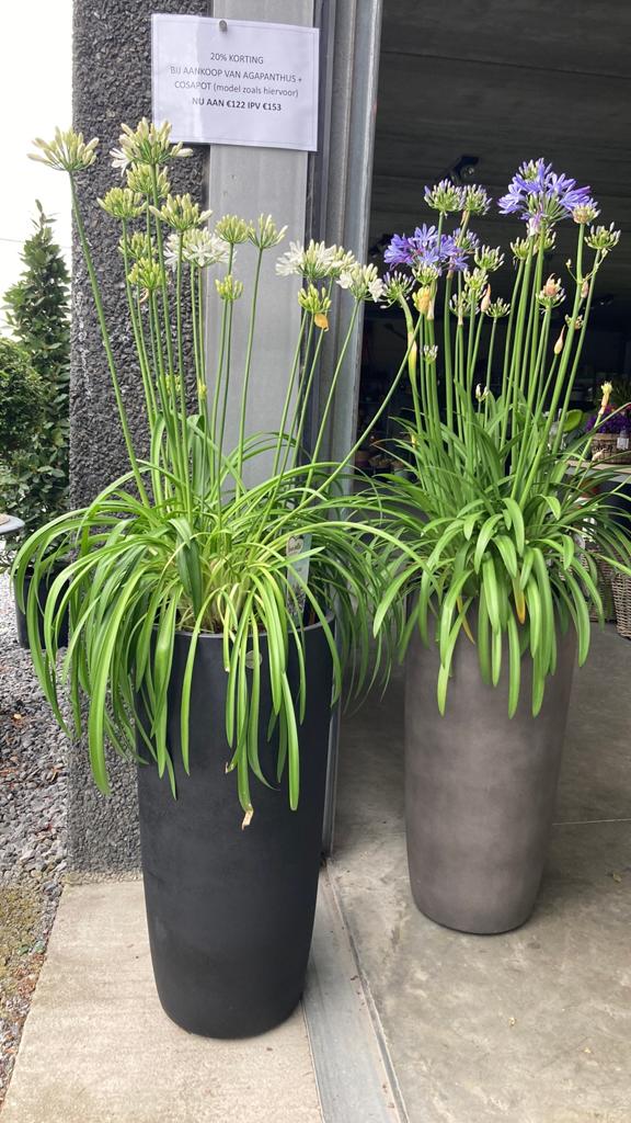 Prachtige pot van 65cm hoog + Agapanthus, Tuin en Terras, Ophalen, Nieuw