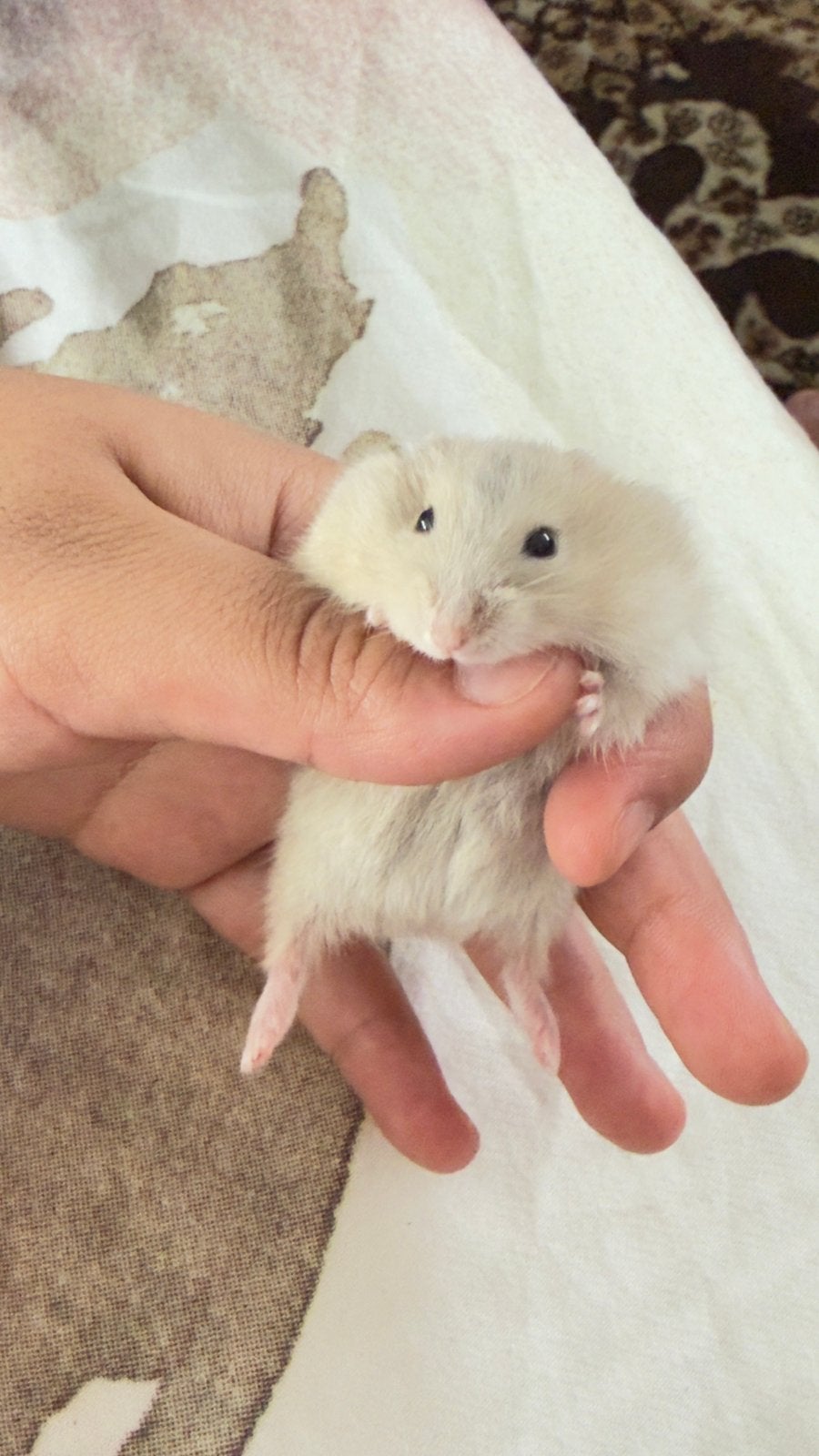 Schattige dwerghamster (Russische dwerg), heel erg tam, Hamster, Tam, Juli, Geslacht onbekend