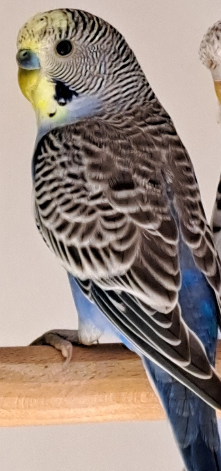 Jonge grasparkieten, Dieren en Toebehoren, Vogels | Parkieten en Papegaaien