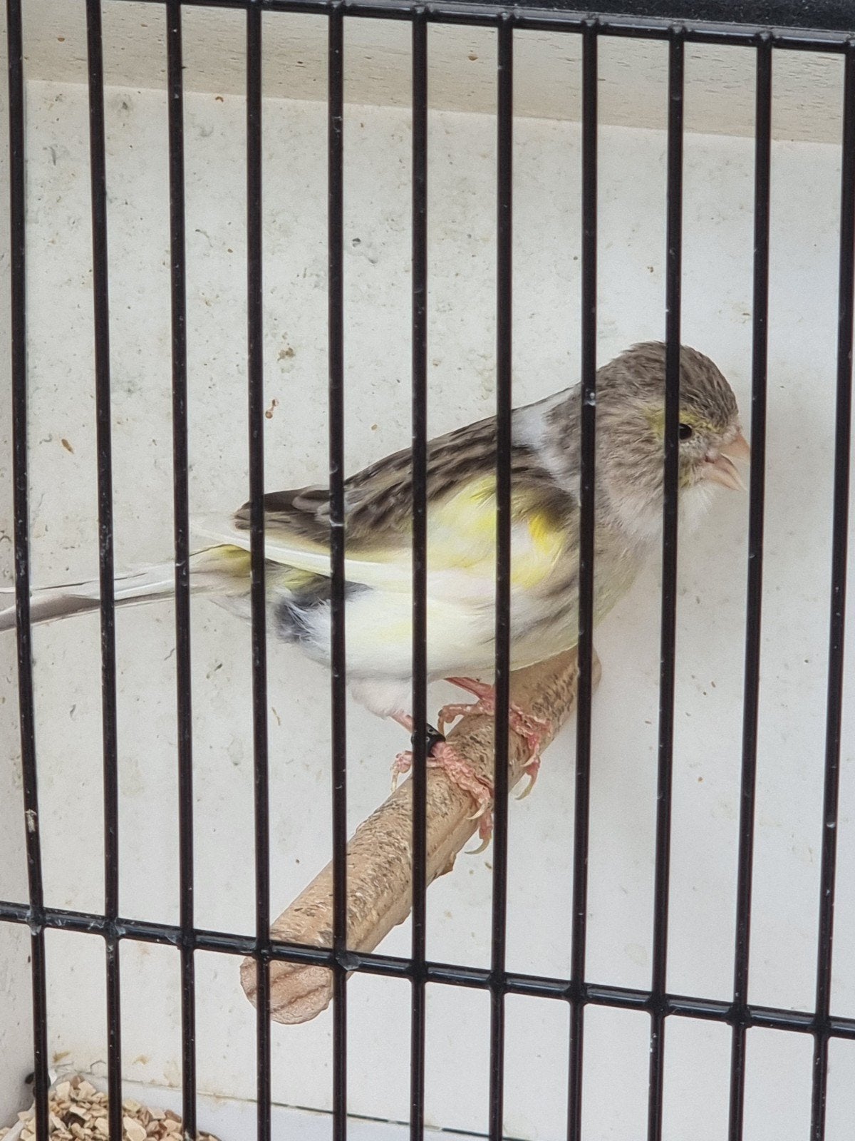 Kanarie bont pop., Dieren en Toebehoren, Vogels | Kanaries, Vrouwelijk