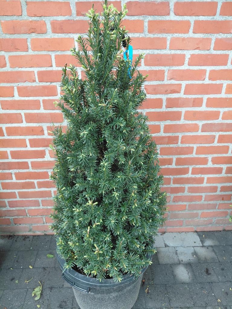 Taxus Baccata kegel vorm in PROMO, Ophalen